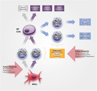 Therapeutic Potential of Extracellular Vesicles in Degenerative Diseases of the Intervertebral Disc